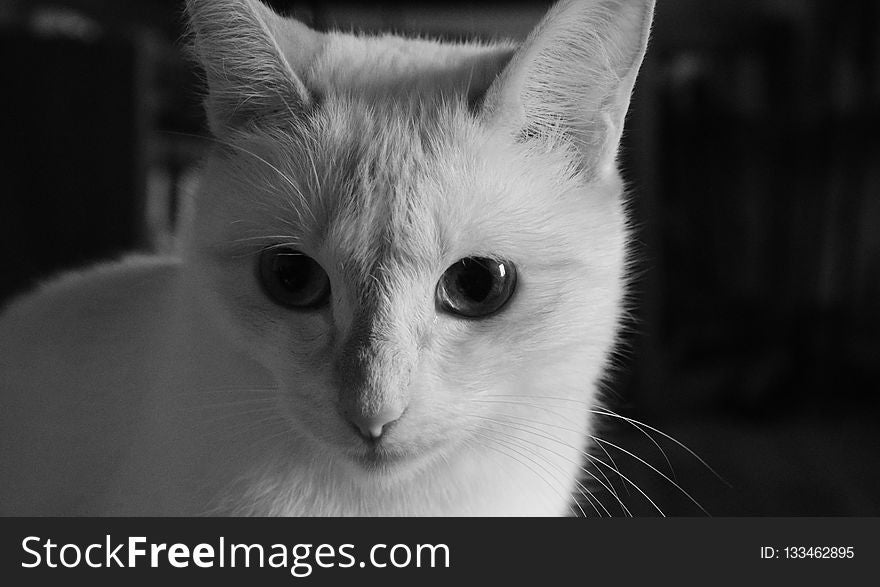 Cat, Whiskers, Face, White