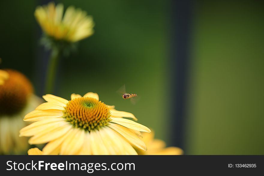 Flower, Yellow, Nectar, Honey Bee