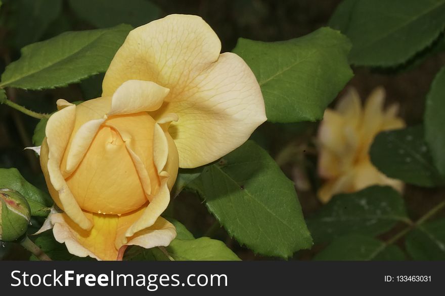 Plant, Rose Family, Flower, Yellow