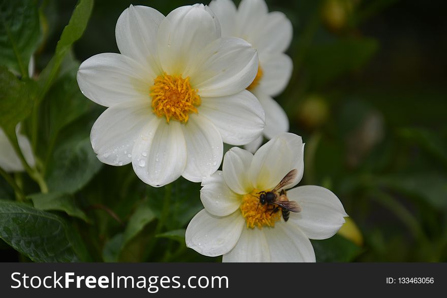 Flower, Flora, Plant, Flowering Plant