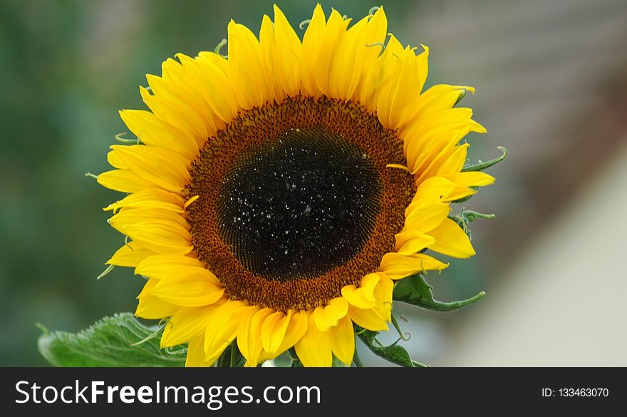 Sunflower, Flower, Sunflower Seed, Daisy Family
