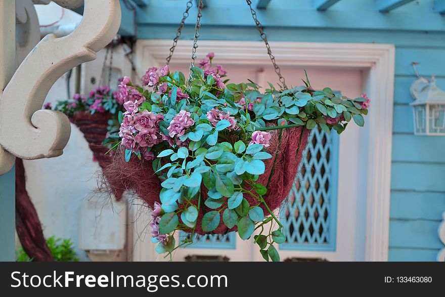 Flower, Plant, Pink, Purple