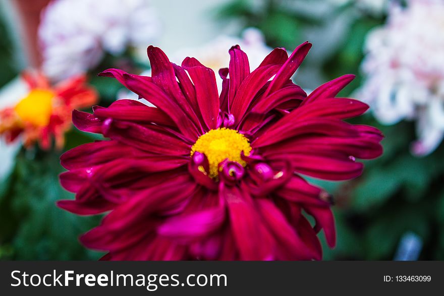 Flower, Flora, Plant, Flowering Plant