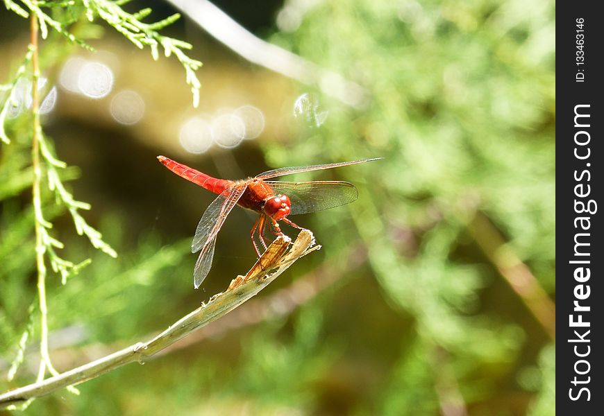Insect, Dragonfly, Dragonflies And Damseflies, Invertebrate