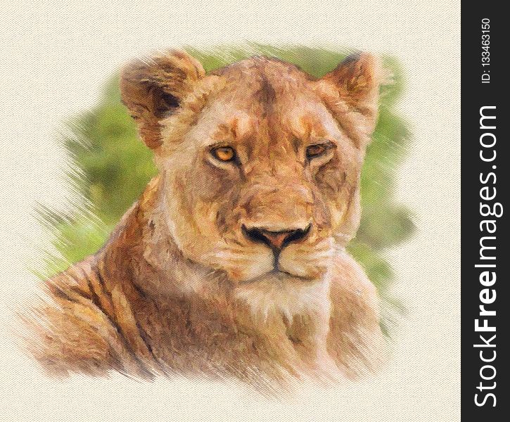 Lion, Wildlife, Mammal, Terrestrial Animal