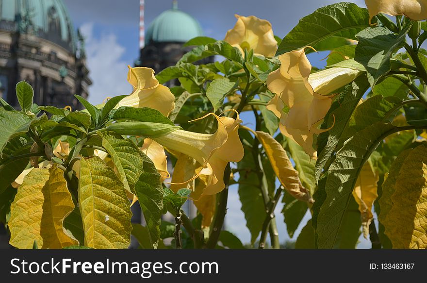 Plant, Leaf, Tree, Flower