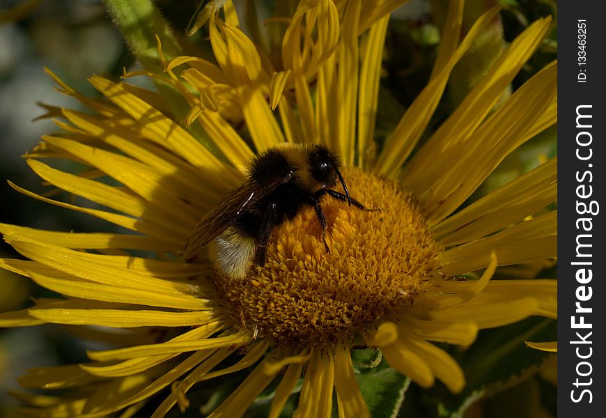 Honey Bee, Bee, Yellow, Nectar