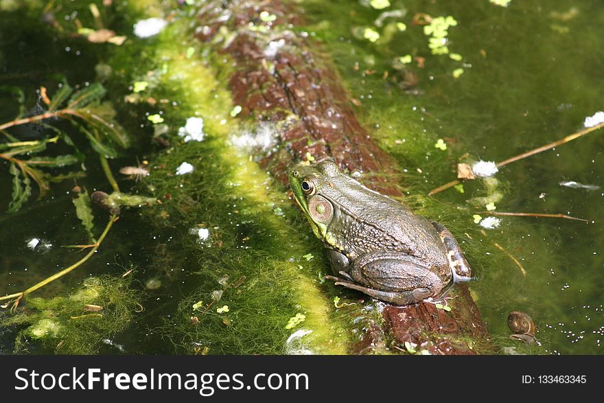 Water, Ecosystem, Fauna, Organism