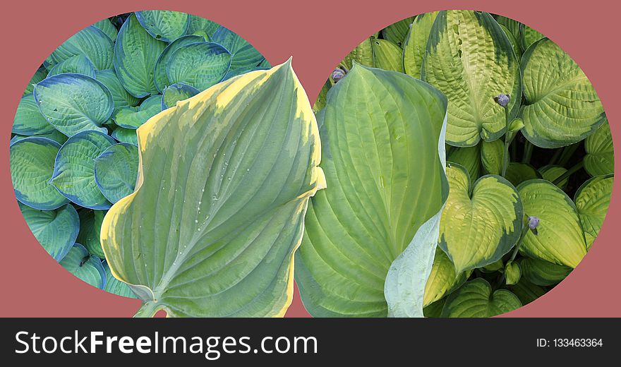 Leaf, Plant, Produce, Cabbage