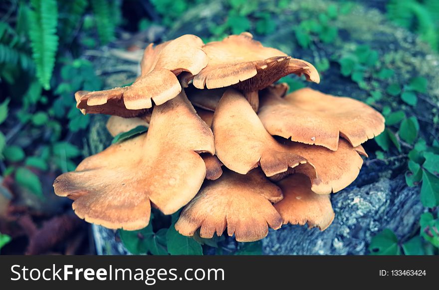 Fungus, Mushroom, Oyster Mushroom, Edible Mushroom