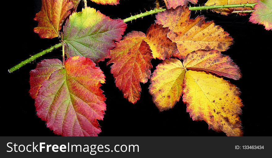 Leaf, Autumn, Grape Leaves, Grapevine Family