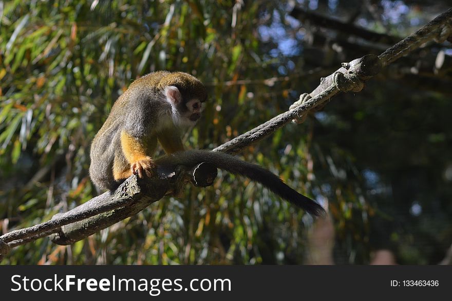 Fauna, Mammal, Squirrel Monkey, New World Monkey