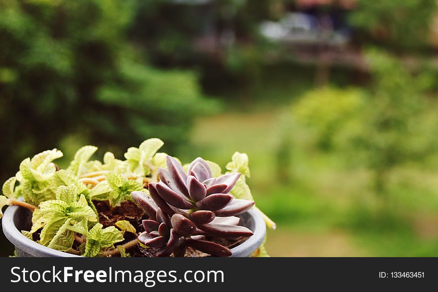 Plant, Flowerpot, Herb, Flower