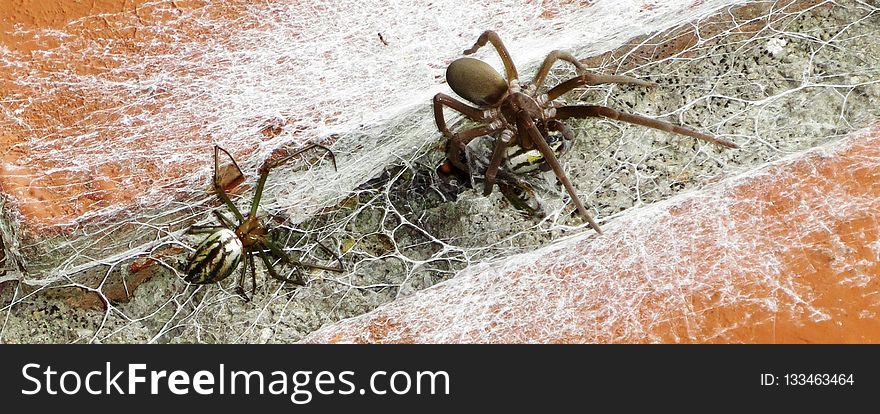 Spider, Arachnid, Invertebrate, Arthropod