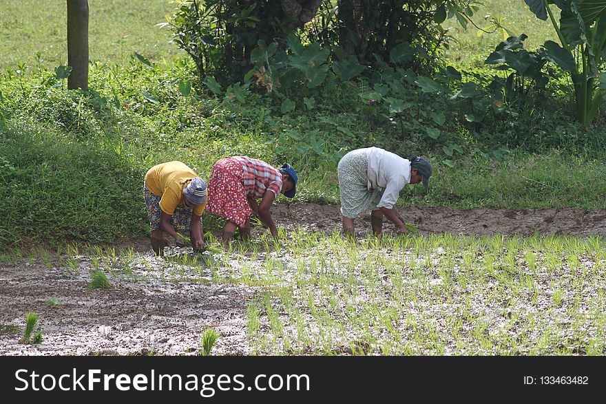 Pasture, Field, Agriculture, Farm