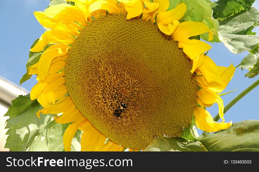 Sunflower, Flower, Yellow, Sunflower Seed