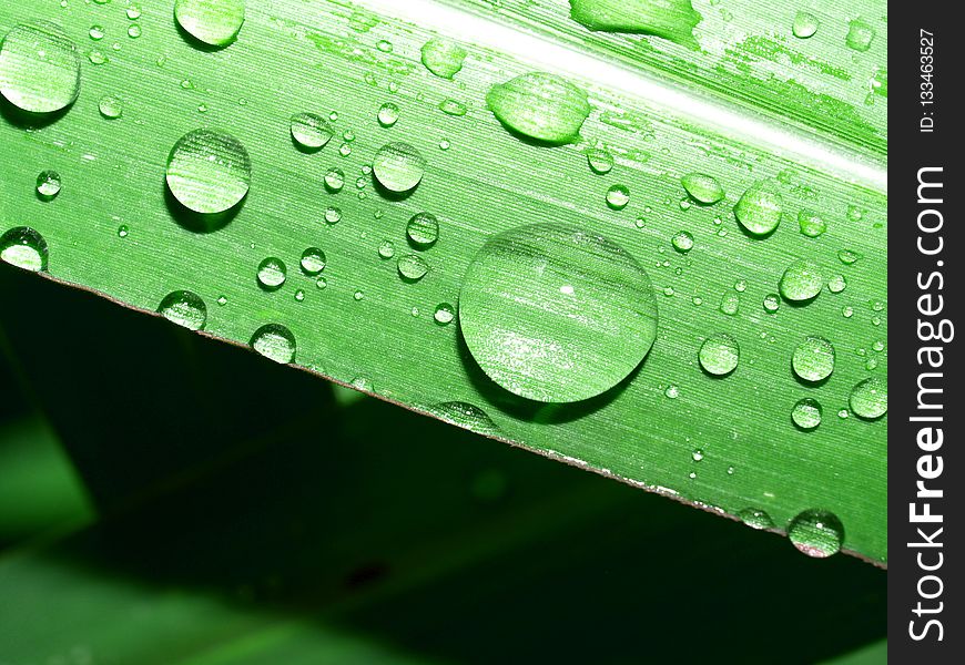 Dew, Green, Water, Drop