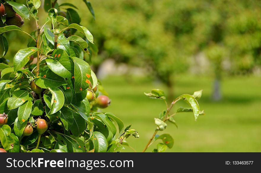 Fruit Tree, Vegetation, Plant, Tree