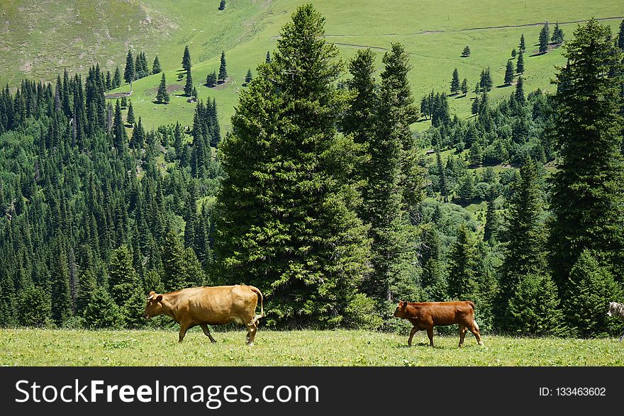 Pasture, Grassland, Ecosystem, Grazing