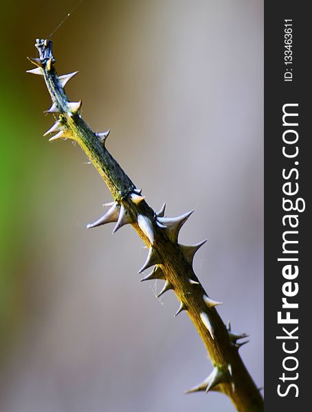 Thorns Spines And Prickles, Flora, Macro Photography, Close Up