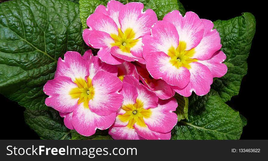 Flower, Primula, Flowering Plant, Plant