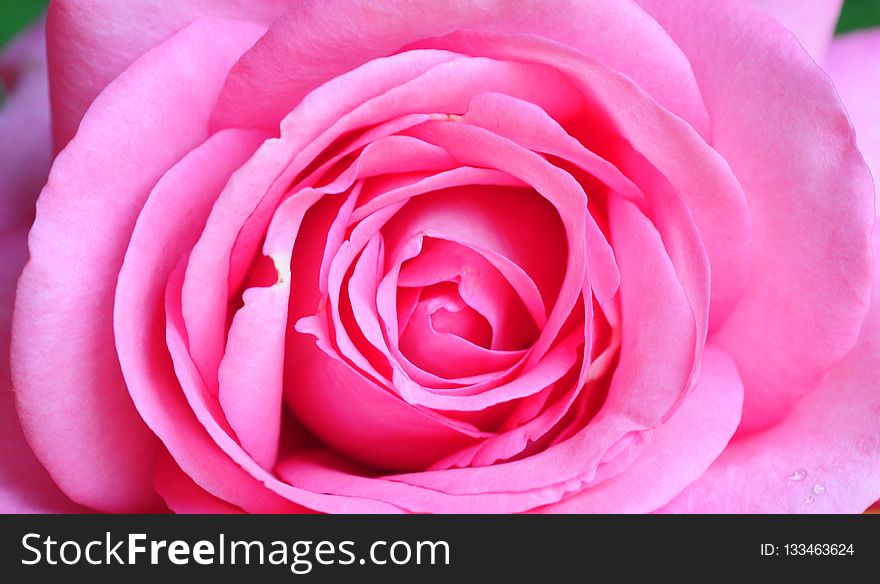 Rose, Flower, Pink, Rose Family