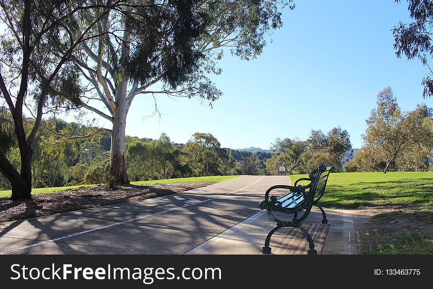 Tree, Path, Plant, Grass