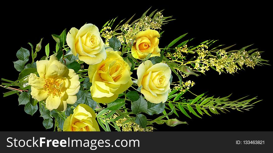 Flower, Yellow, Floristry, Rose Family