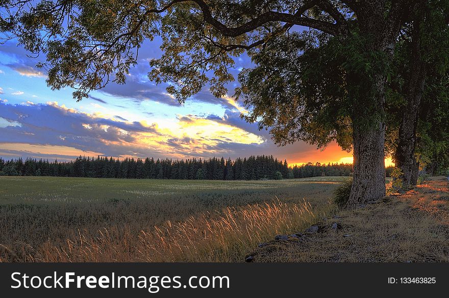 Sky, Field, Tree, Wilderness