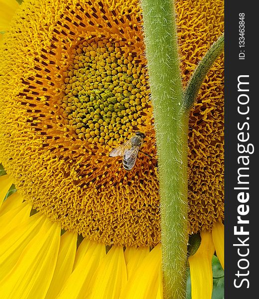Sunflower, Honey Bee, Pollen, Sunflower Seed