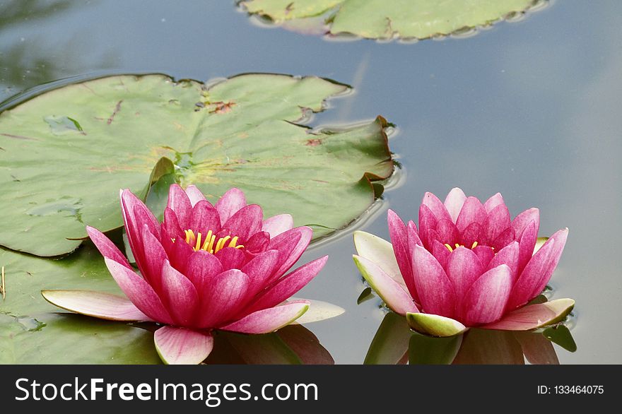 Flower, Plant, Flora, Pink