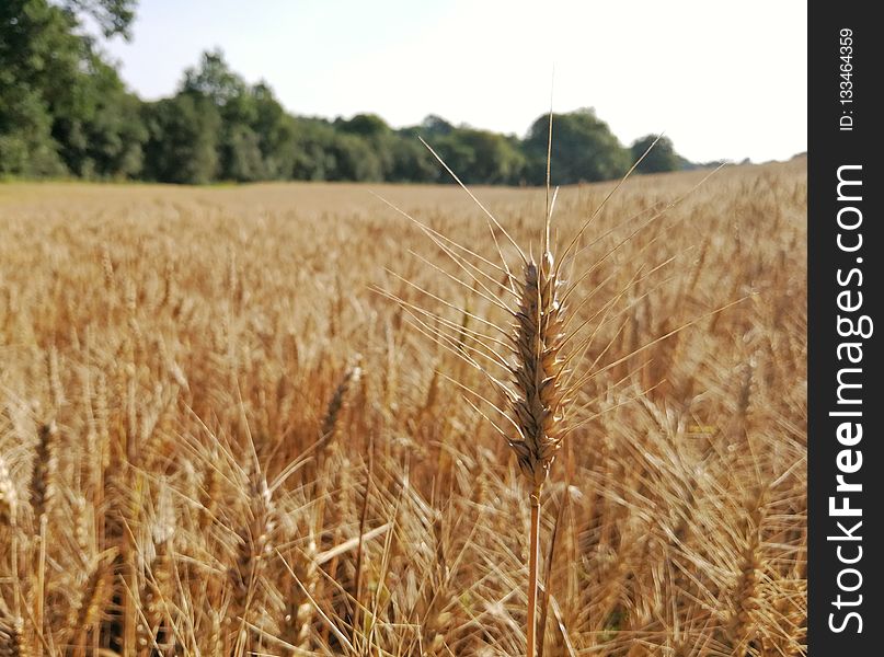 Wheat, Crop, Food Grain, Field
