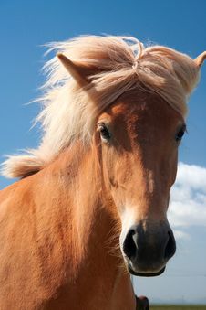 Icelandic Horse Royalty Free Stock Photography