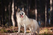 Beautiful Gray Siberian Husky Stands In The Autumn Forest With His Paws On The Trunk Of A Fallen Tree Royalty Free Stock Photos