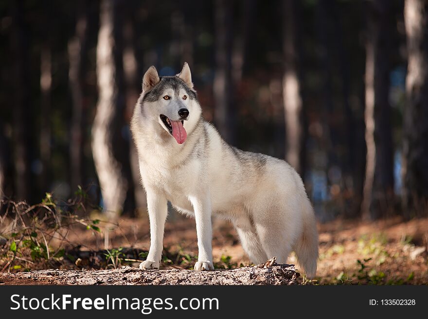 Beautiful gray Siberian Husky stands in the autumn forest with his paws on the trunk of a fallen tree