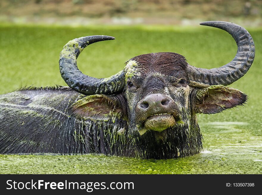 Male water buffalo bathing in the pond