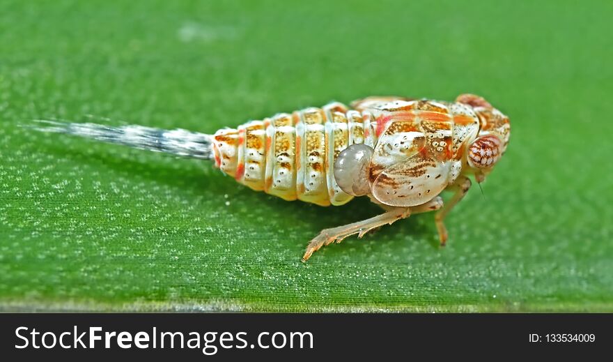 Macro Photo Of Planthopper On Green Leaf