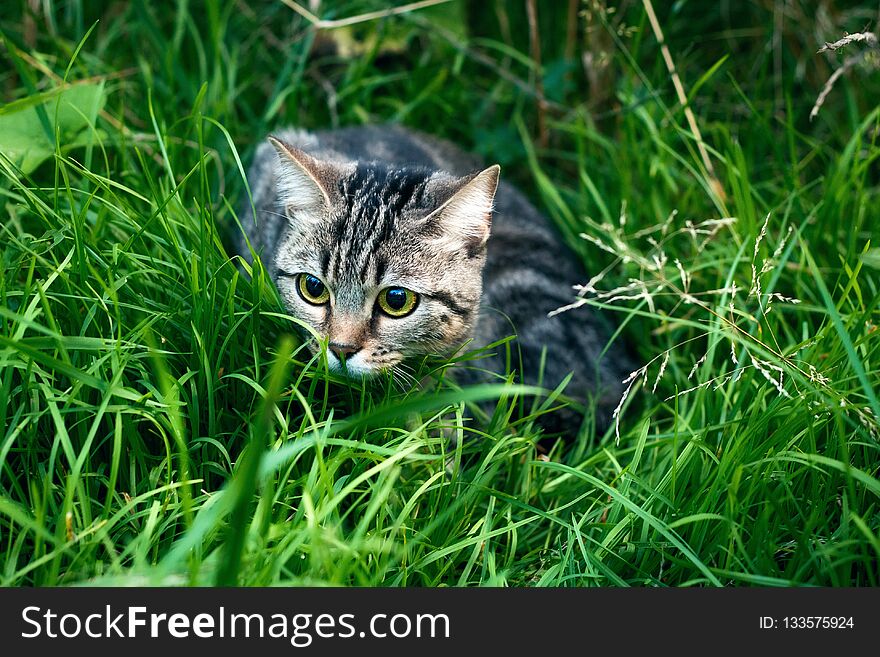 There`s a cat on the grass