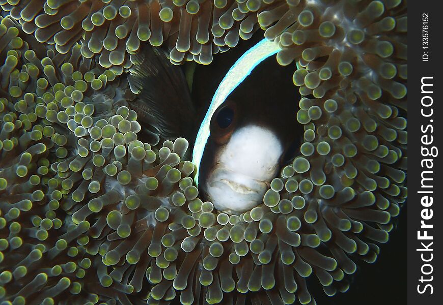 Sabah rich of beauty of underwater diversity, Borneo.