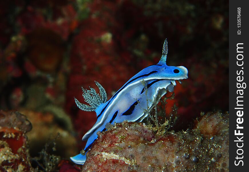 Closeup Closeup A Beautiful Nudibranch Chromodoris Willani With Only One Rhinophores