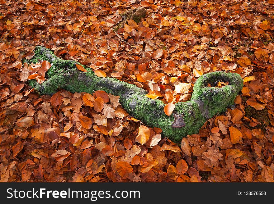 Green Moss Covered Tree Root Surrounded by Autumn Leaves. Green Moss Covered Tree Root Surrounded by Autumn Leaves