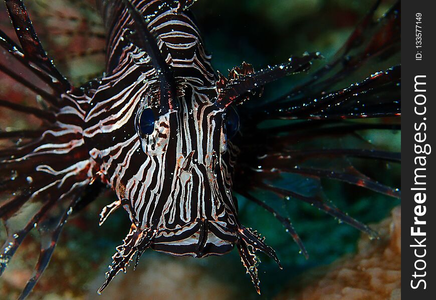 Sabah rich of beauty of underwater diversity, Borneo.