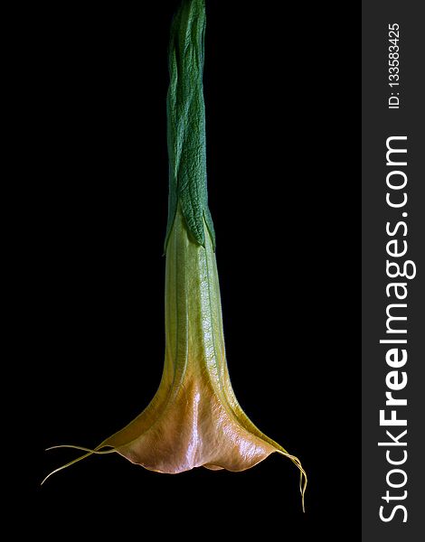 Angels trumpet flower bloom closeup. Angels trumpet flower bloom closeup