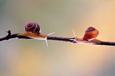 Snail With Shell With Colors And Circles Stock Photo Snail With Shell With Colors And Circles Stock Photo