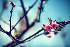 Peach Flowers In The Spring .Soft Image Of A Blossoming Apple Tr Royalty Free Stock Images