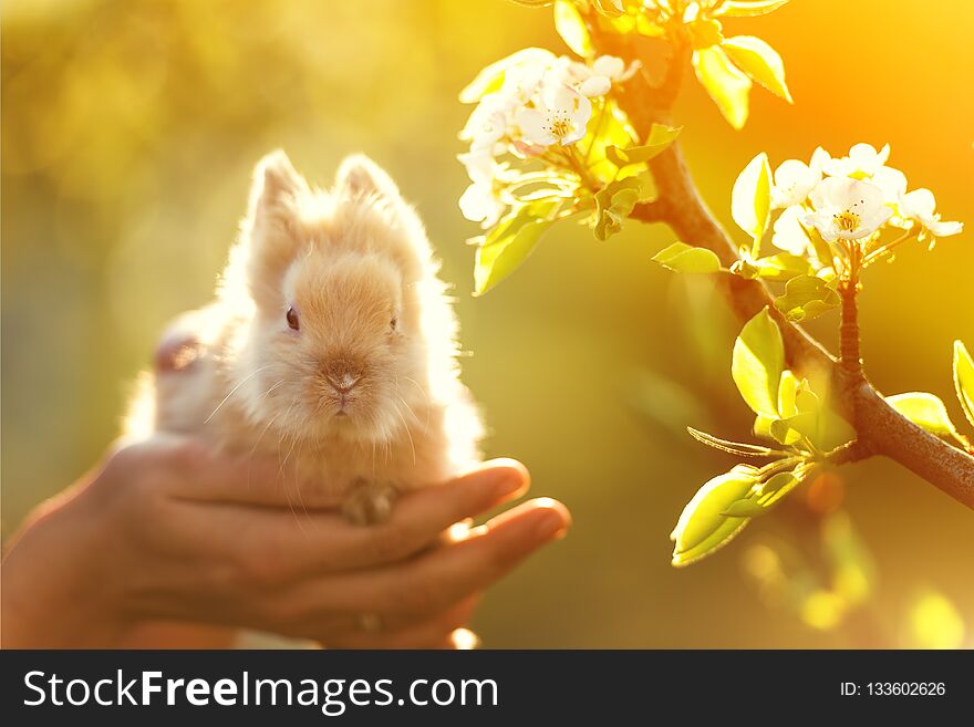 Cute bunny in the springtime symbol of Easter