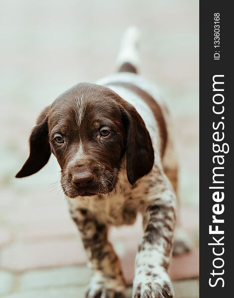 Beautiful puppy German Short haired Pointer