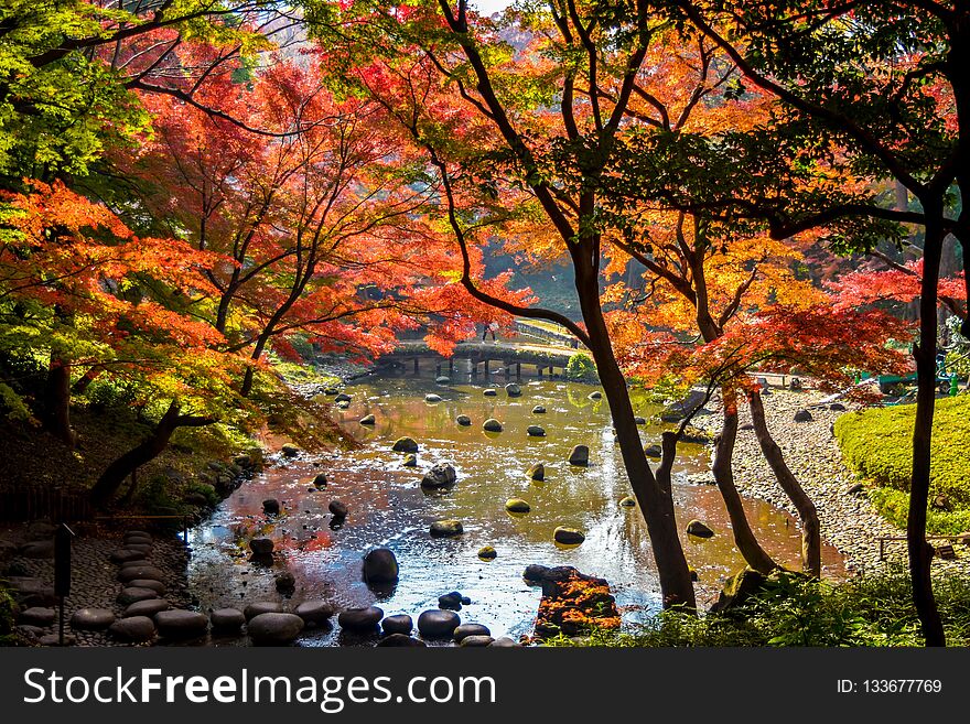 Autumn Season Japan Red Maple