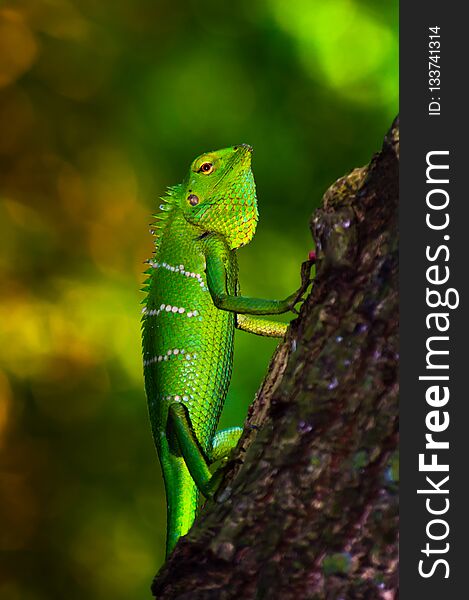 Bright green scaled forest Lizard.