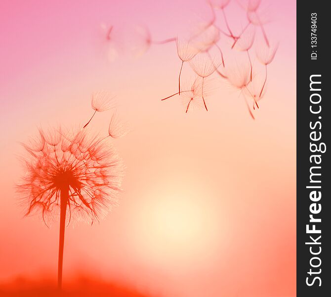 Silhouette of dandelion against the backdrop of the setting sun.